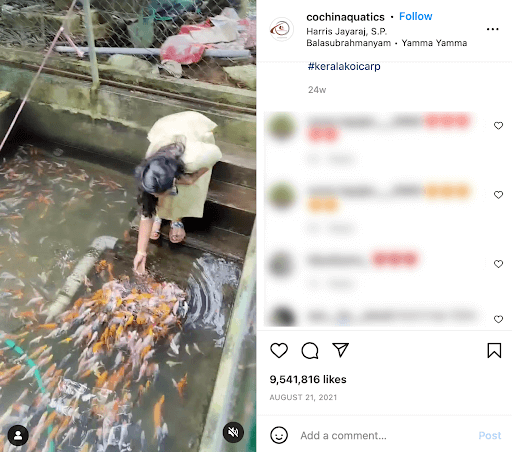 Most Viewed Instagram Video. 
Screenshot of Cochin Aquatics Instagram post