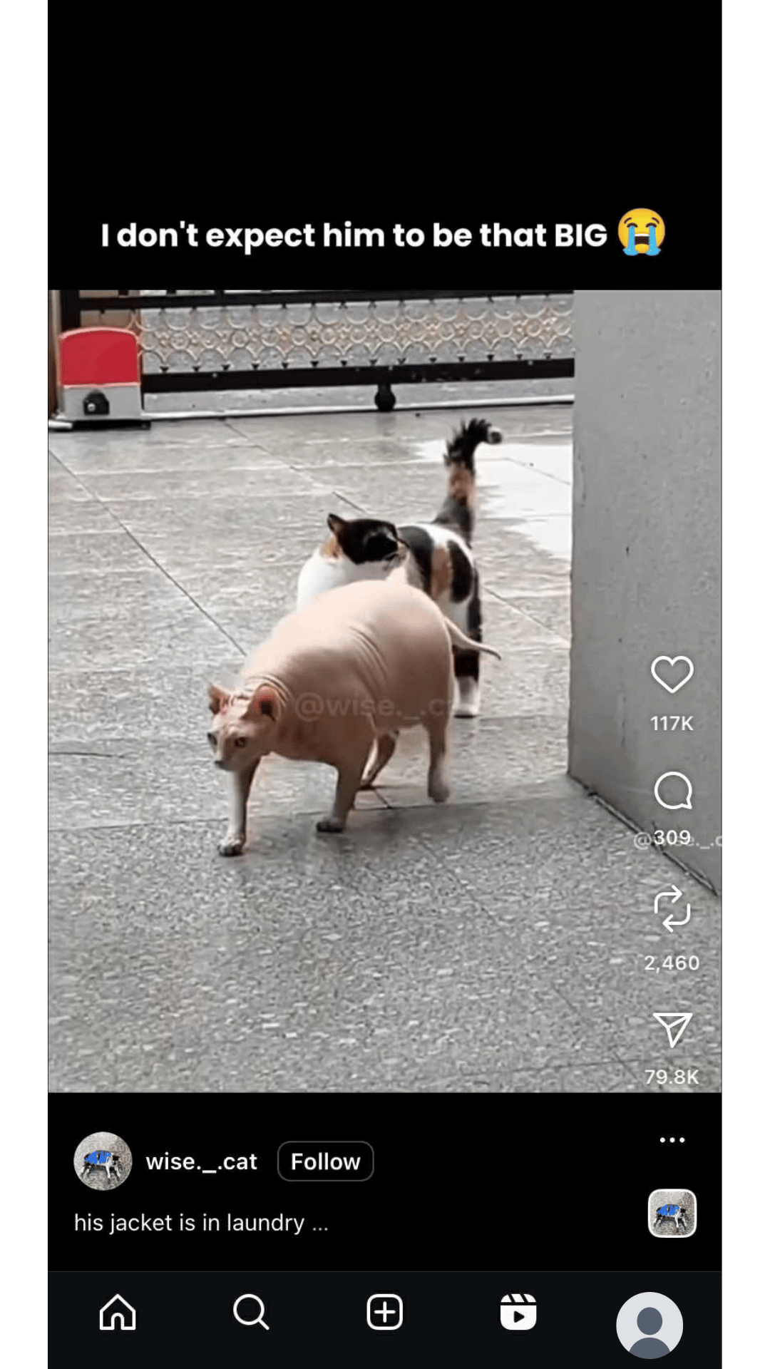 facebook reels vs instagram reels