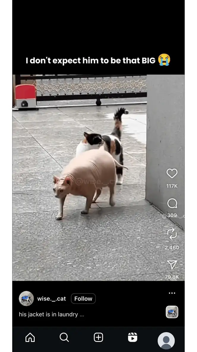 facebook reels vs instagram reels
