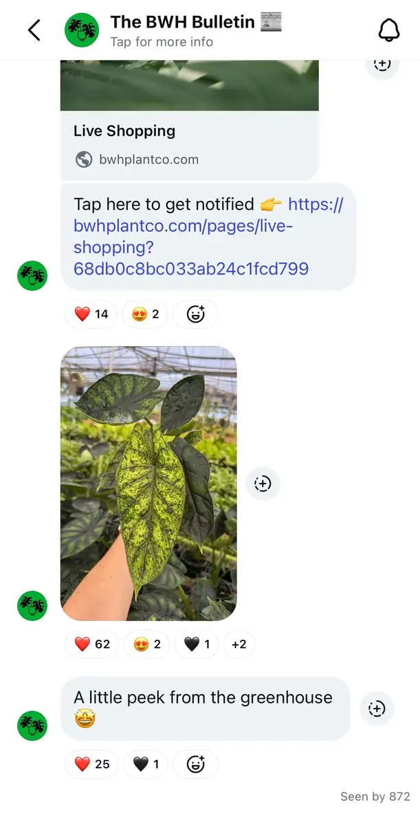 A screenshot of BWH Plant Co's Instagram broadcast channel.
