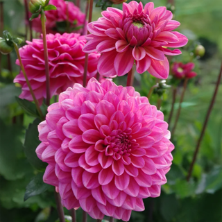 Wholesale British Grown Dahlias Flora Fields