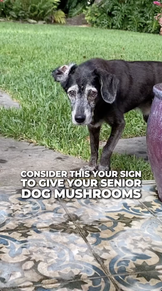 A senior dog standing outdoors on a tiled patio with a grassy background. The text overlay suggests giving mushrooms to senior dogs.