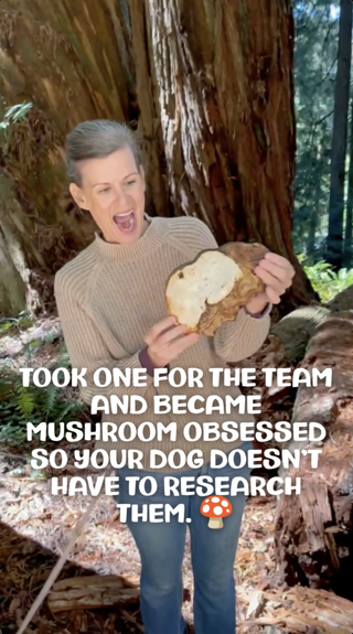 A person excitedly holds a large mushroom in a forest setting with a humorous text overlay about mushroom obsession and dogs.