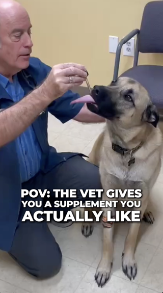 A relaxed scene with a dog happily receiving a supplement from a vet. The dog appears attentive and engaged, enhancing the lighthearted mood.