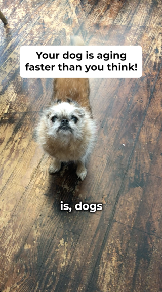 An older dog stands on a wooden floor looking up. Text overlay discusses dog's aging speed.