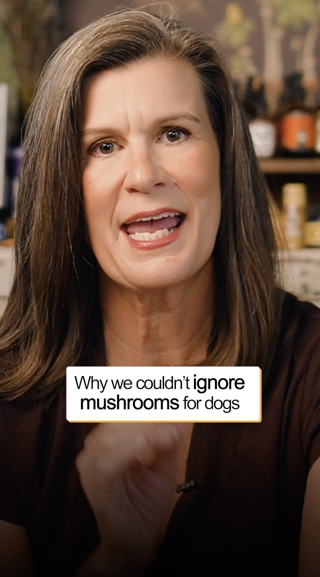 A woman is talking about the importance of mushrooms for dogs. The atmosphere is informative and engaging.