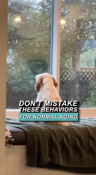 A dog gazes out a window on a rainy day. Text overlay warns about distinguishing behaviors from normal aging.