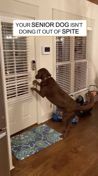 A senior dog is seen attempting to open a door, with a caption suggesting the action isn't done out of spite. The mood is humorous and relatable for pet owners.