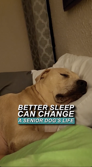 A senior dog sleeps peacefully on a bed, highlighting the importance of restful sleep for older pets. The mood is calm and nurturing.