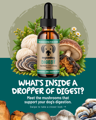 Promotional image for Mycodog Digest showcasing mushrooms beneficial for dog digestion. Bright and informative theme.