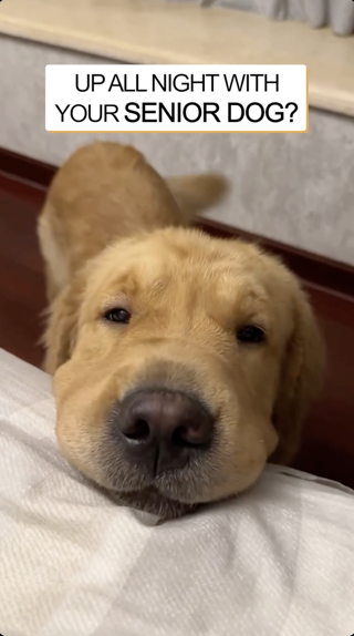 A close-up of a senior golden retriever gently resting its head on a bed, conveying a calm and affectionate mood with a text overlay that reads, 'Up all night with your senior dog?'