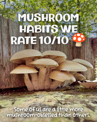 A cluster of mushrooms growing along a wooden fence with whimsical text about mushroom habits. The image has a playful and nature-focused vibe.