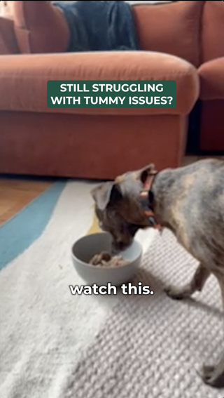 A dog is focused on eating from a bowl placed on a colorful rug. Text overlay highlights digestive issues and suggests watching for solutions.