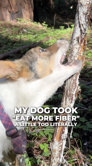 A humorous scene of a dog chewing on a tree trunk in a forest. Sunlight filters through greenery, with playful text added.