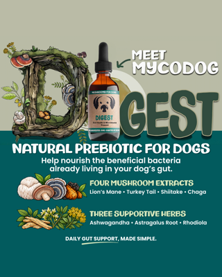 Promotional image for a natural prebiotic supplement for dogs featuring four mushroom extracts and three supportive herbs. Design emphasizes health and simplicity.