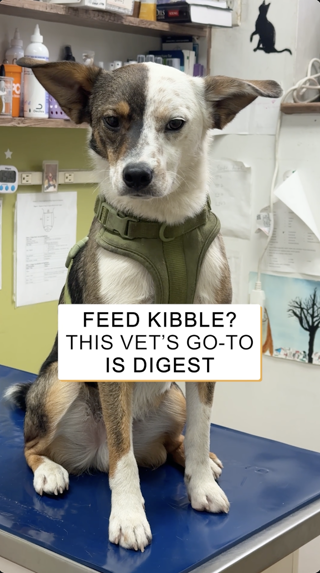 A dog sitting on a vet clinic table with a text overlay promoting a vet's recommendation for 'Digest' over kibble. The setting is clinical and informative.