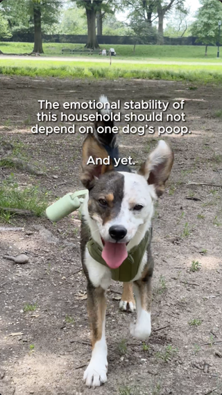 A playful dog with a humorous caption in a park setting. Lighthearted and whimsical tone.