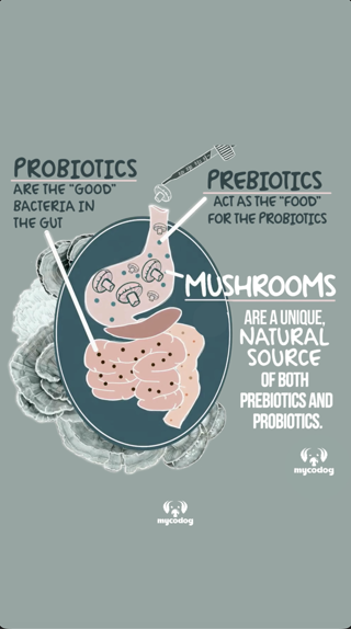 Illustration highlighting mushrooms as a source of prebiotics and probiotics with digestive system graphics.