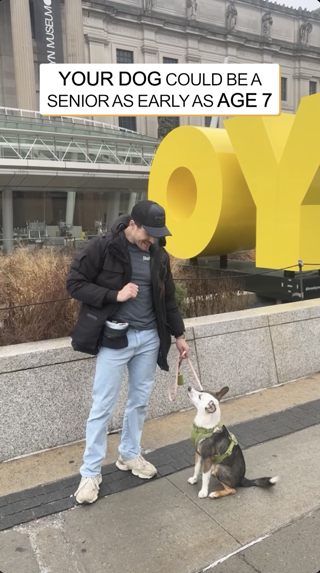 A man in casual attire is engaging with his dog in front of a large yellow sculpture outside a museum. The image includes a text overlay about dog aging.