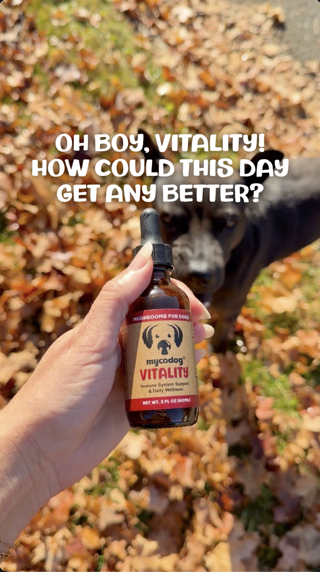 A hand holding a mycodog vitality supplement bottle against a backdrop of autumn leaves, with a dog in the background. The text overlay adds a playful mood.