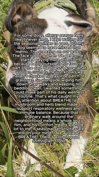 A dog lying in grass appears content despite allergy season. The text shares a personal story about managing pet allergies with a wellness supplement.
