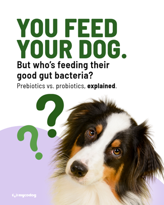 A curious dog tilts its head under text questioning gut health for dogs. The tone is informative and engaging.
