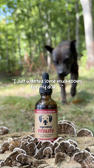 A bottle labeled 'Mushrooms for Dogs' with a dog approaching in a forest setting. Playful and outdoorsy.