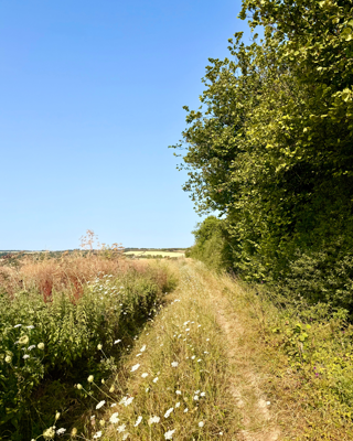 A serene rural path bordered by wildflowers under a clear blue sky. The scene exudes tranquility and natural beauty.